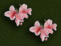 Blumen - zwei Azaleen